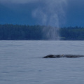 Grey whale, Tofino, Vancouver Island