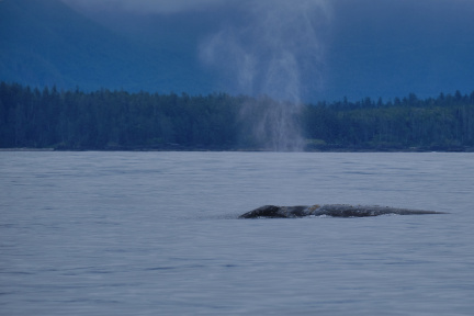 Grey whale, Tofino, Vancouver Island