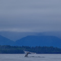 Grey whale, Tofino, Vancouver Island