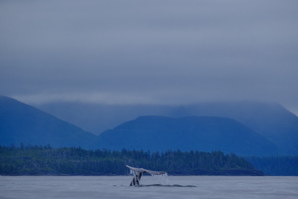 Grey whale, Tofino, Vancouver Island