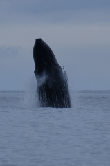 Humpback whale, Tofino, Vancouver Island