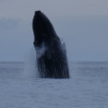 Humpback whale, Tofino, Vancouver Island