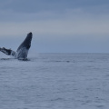 Humpback whale, Tofino, Vancouver Island