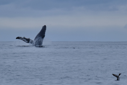 Humpback whale, Tofino, Vancouver Island