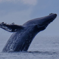 Humpback whale, Tofino, Vancouver Island