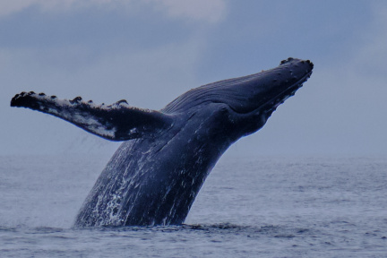 Humpback whale, Tofino, Vancouver Island