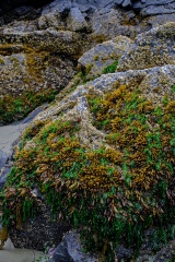 Varech, Tofino, Vancouver Island