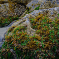 Varech, Tofino, Vancouver Island