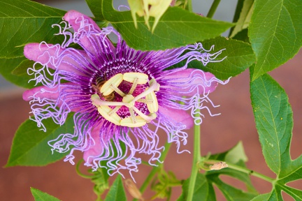 Passiflora and bee, San Antonio