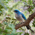 Blue Jay, Big Bend National Park