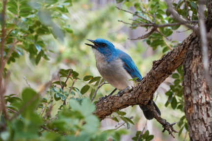 Blue Jay, Big Bend National Park