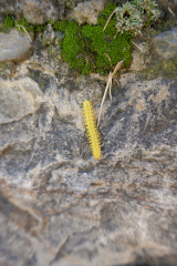 Caterpillar, Monte Albán