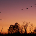  Sunset on Brazos Bend Park