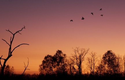  Sunset on Brazos Bend Park