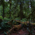 Rainforest, Cathedral Grove, Vancouver Island