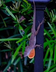 Lizard on a pole, River Oaks, Houston