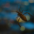 Insecte sur une vitre, Houston