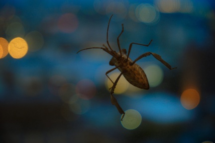 Insecte sur une vitre, Houston
