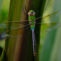 Dragonfly, Houston Botanic Garden