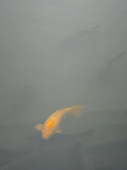  Carp, Kyoto