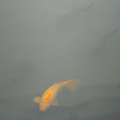  Carp, Kyoto
