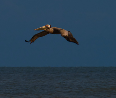 Pelican over Pirates Beach, Galveston