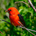 Scarlet tanager (piranga écarlate) in Laffite's cove, Galveston