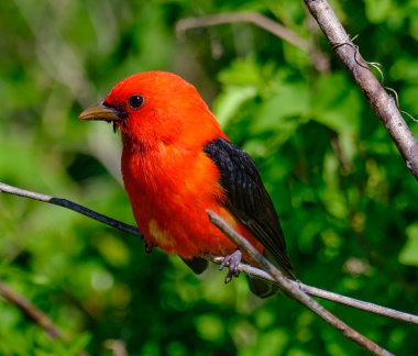 Scarlet tanager (piranga écarlate) in Laffite's cove, Galveston