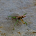 Mantis near a pool