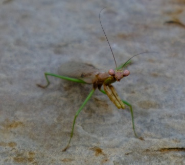 Mantis near a pool