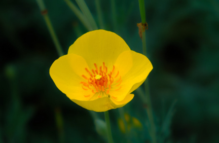 Yellow Flower, John Fairey Garden, Texas