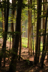 Forêt, en montant vers le Chalard, Le Brugeron