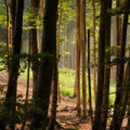 Forêt, en montant vers le Chalard, Le Brugeron